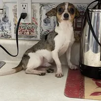 Jesse, a male Chihuahua for sale in Okeechobee, FL – Photo 5 of 9