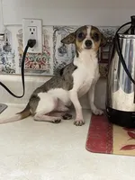 Jesse, a male Chihuahua for sale in Okeechobee, FL – Photo 5 of 8