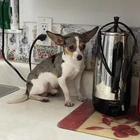 Jesse, a male Chihuahua for sale in Okeechobee, FL – Photo 2 of 9