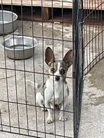 Jesse, a male Chihuahua for sale in Okeechobee, FL – Photo 8 of 9