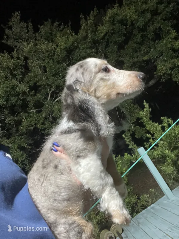 Silk – Miniature Dachshund puppy for sale in Okeechobee, FL