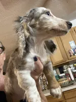 Silk, a male Miniature Dachshund for sale in Okeechobee, FL – 6 of 10