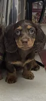 Victoria, a female Miniature Dachshund for sale in Okeechobee, FL – 6 of 6