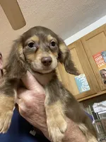 Bandit, a male Miniature Dachshund for sale in Okeechobee, FL – 2 of 7