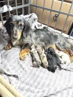 Blake, a male Miniature Dachshund for sale in Okeechobee, FL – 9 of 10