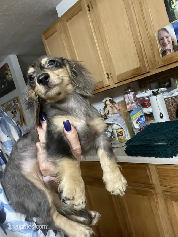 Titan – Miniature Dachshund puppy for sale in Okeechobee, FL