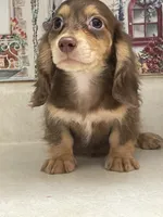 Bandit, a male Miniature Dachshund for sale in Okeechobee, FL – 4 of 7