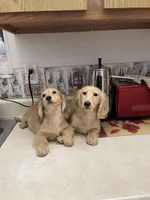 Luciano, a male Miniature Dachshund for sale in Okeechobee, FL – Photo 7 of 10