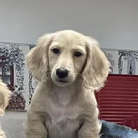 Luciano, a male Miniature Dachshund for sale in Okeechobee, FL – Photo 5 of 10