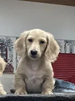 Luciano, a male Miniature Dachshund for sale in Okeechobee, FL – Photo 6 of 10