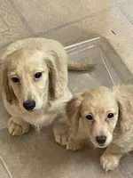Luciano, a male Miniature Dachshund for sale in Okeechobee, FL – Photo 5 of 10