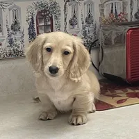 Luciano, a male Miniature Dachshund for sale in Okeechobee, FL – Photo 4 of 10