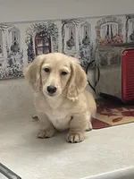 Luciano, a male Miniature Dachshund for sale in Okeechobee, FL – Photo 4 of 10