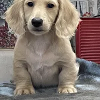Luciano, a male Miniature Dachshund for sale in Okeechobee, FL – Photo 6 of 10