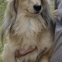 Luciano, a male Miniature Dachshund for sale in Okeechobee, FL – Photo 9 of 10