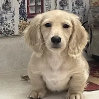 Luciano, a male Miniature Dachshund for sale in Okeechobee, FL – Photo 2 of 10