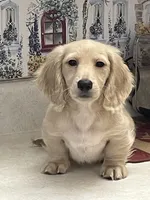 Luciano, a male Miniature Dachshund for sale in Okeechobee, FL – Photo 2 of 10