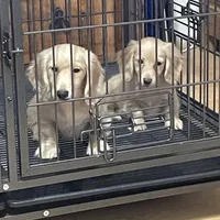 Luciano, a male Miniature Dachshund for sale in Okeechobee, FL – Photo 3 of 10