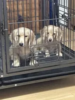 Luciano, a male Miniature Dachshund for sale in Okeechobee, FL – Photo 3 of 10