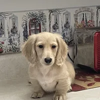 Luciano, a male Miniature Dachshund for sale in Okeechobee, FL – Photo 8 of 10