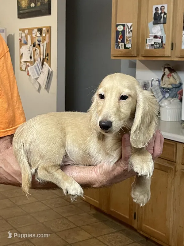 Luciano – Miniature Dachshund puppy for sale in Okeechobee, FL