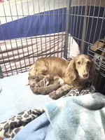 Beanie, a male Miniature Dachshund for sale in Okeechobee, FL – 9 of 10