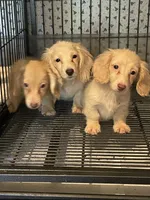 Winter, a male Miniature Dachshund for sale in Okeechobee, FL – 6 of 9