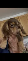Shorty, a male Miniature Dachshund for sale in Okeechobee, FL – 3 of 7