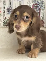 Bandit, a male Miniature Dachshund for sale in Okeechobee, FL – 7 of 7