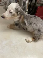 Silk, a male Miniature Dachshund for sale in Okeechobee, FL – 4 of 10