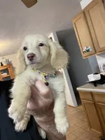 Sweets, a female Miniature Dachshund for sale in Okeechobee, FL – 4 of 6