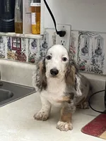 Silk, a male Miniature Dachshund for sale in Okeechobee, FL – 5 of 10