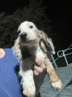 Silk, a male Miniature Dachshund for sale in Okeechobee, FL – 9 of 10