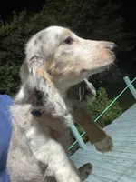 Silk, a male Miniature Dachshund for sale in Okeechobee, FL – 2 of 10