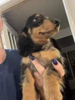 Blake, a male Miniature Dachshund for sale in Okeechobee, FL – 5 of 10