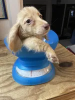 Blake, a male Miniature Dachshund for sale in Okeechobee, FL – 7 of 10
