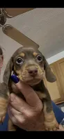 Beanie, a male Miniature Dachshund for sale in Okeechobee, FL – 8 of 10