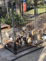 Silver, a male Miniature Dachshund for sale in Okeechobee, FL – 8 of 8