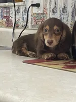 Shorty, a male Miniature Dachshund for sale in Okeechobee, FL – 4 of 7