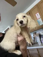 Winter, a male Miniature Dachshund for sale in Okeechobee, FL – 4 of 9
