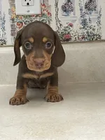 Beanie, a male Miniature Dachshund for sale in Okeechobee, FL – 6 of 10