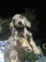 Titan, a male Miniature Dachshund for sale in Okeechobee, FL – 3 of 10
