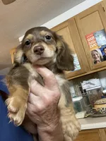 Bandit, a male Miniature Dachshund for sale in Okeechobee, FL – 6 of 7