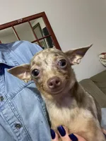 Pete, a male Chihuahua for sale in Okeechobee, FL – 5 of 10