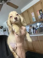 Blake, a male Miniature Dachshund for sale in Okeechobee, FL – 4 of 10