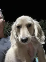 Luciano, a male Dachshund for sale in Okeechobee, FL – Photo 8 of 10