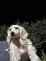 Luciano, a male Dachshund for sale in Okeechobee, FL – Photo 7 of 10