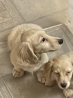 Luciano, a male Dachshund for sale in Okeechobee, FL – Photo 9 of 10