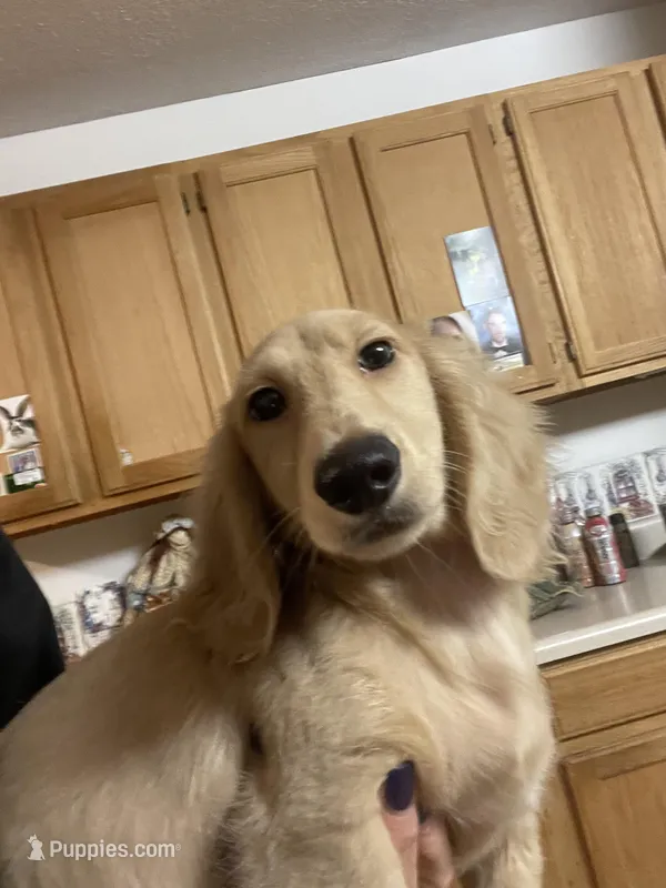 Luciano – Dachshund puppy for sale in Okeechobee, FL