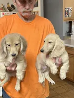 Luciano, a male Dachshund for sale in Okeechobee, FL – Photo 5 of 10